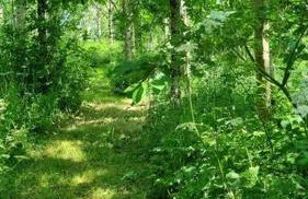 Hallegan Annexe with Private Garden and Woodland-Sofa Bed Only - Foto 19