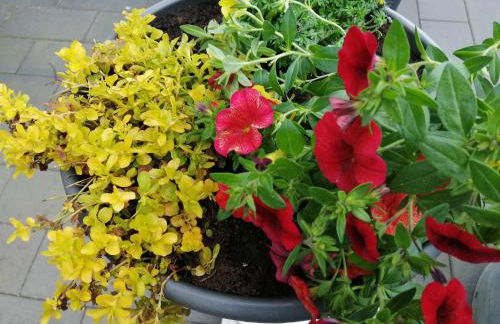 Ferienwohnung Blumenparadies - Foto 21