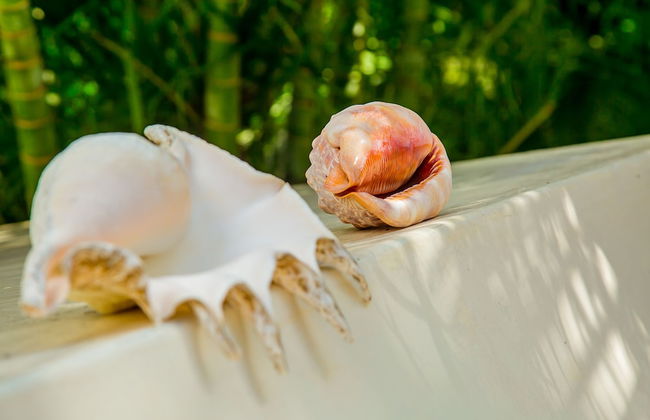 Villakwetu Cottages Diani Beach - Foto 67