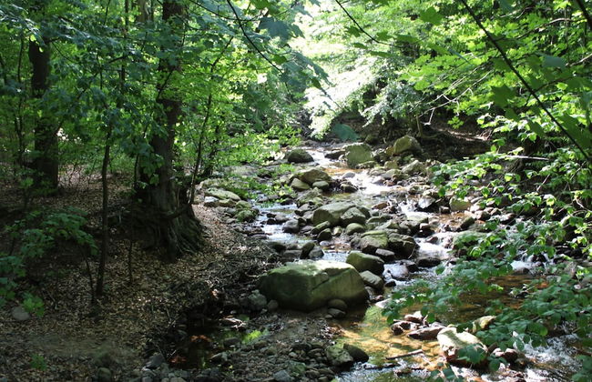 Classic Holiday Home in Harz near Braunlage Ski Area - Foto 12