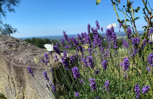 Berg-Panorama-Ferienwohnungen Gut-Lichtenau - Foto 70