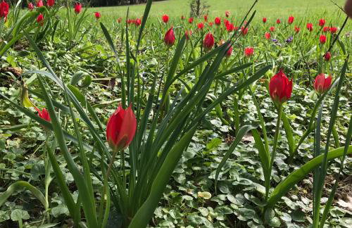 Château Logis de Roche - Foto 6