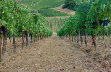 Agriturismo Corte in Poggio - Foto 68