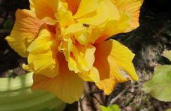 Villa Amadeus Xabia - Foto 41