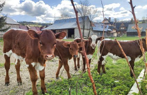 Owca za płotem - Foto 13
