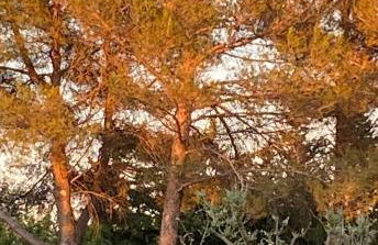 Mas de la Cadenière - Foto 16