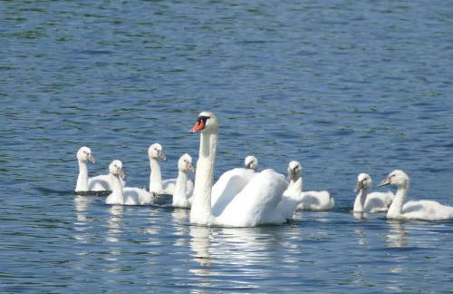 Apartment Am Markt 13 - Foto 14