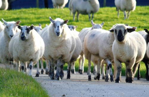 Pwllgwilym B & B - Foto 8