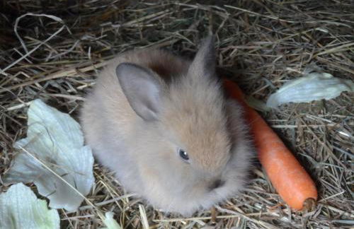 Grünsteinhof - Wohnung Rotstein - Foto 34