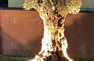 Hotel Rural VN Tenorio - Foto 8