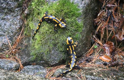 "Ferienwohnung Am Tharandter Wald" - Foto 17
