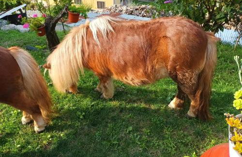 Casa de Ferrapilhe - Foto 35