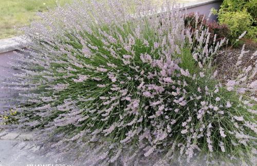 Apartment Borna - Photo 21