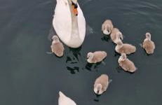 Lakeside Holiday Home with Hot Tub - Foto 7