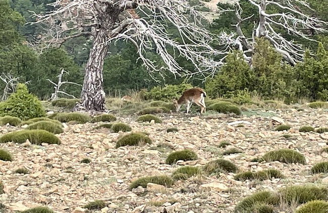 El Penyagolosa (1813m) - Corona el Pico Más Alto.- GUÍA OFICIAL - Foto 11