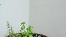 Villa vista vigneto - Foto 3