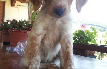 Borgo Buciardella - Foto 10