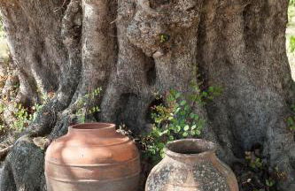 Pensão Agrícola - Foto 23