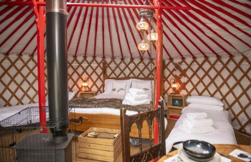 Oystercatcher - Foto 1