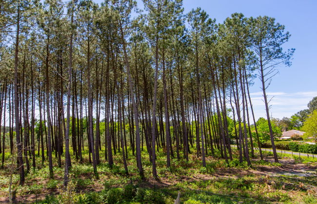 Les Fougères - Foto 29