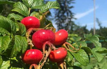 Apartament Różane Wzgórze - Foto 50