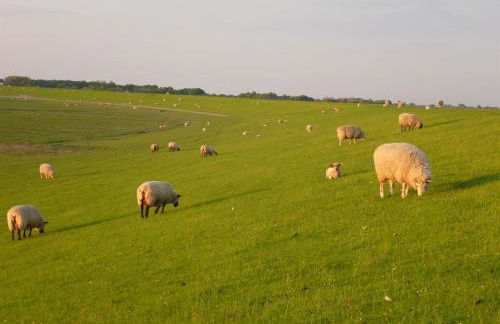 Das Koogsbauernhaus - Foto 71