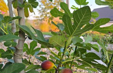 Ferienwohnung Fornsbachblick - Foto 14