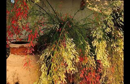 Villa Sicels - Agnone Beach - Syracuse - Foto 10