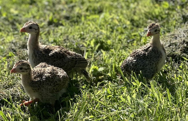 Gratton Grange Farm Holiday Cottage - Foto 42