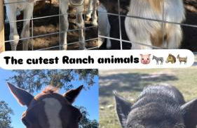 Relaxing Modern stay on a Ranch - Foto 66