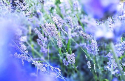 Villa Oliviana - Foto 24