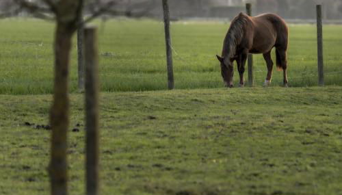 Agriturismo Al Botteniga - Foto 3, Garden view