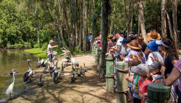 Visitando o santuário animal de Gold Coast