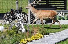 Bieszczadzka SielAnka - Foto 14