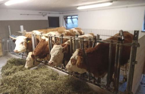 Apartment Wohnung in Unterschönau mit Grill by Interhome - Foto 13