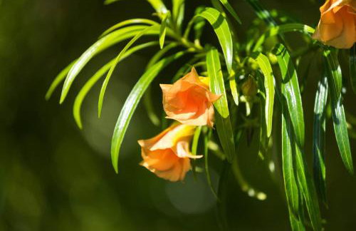 Hanalei Waterfalls House TVNC #5120 - Foto 48