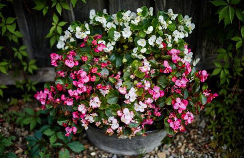 Agroturystyka Akacjowe Zacisze - Foto 70