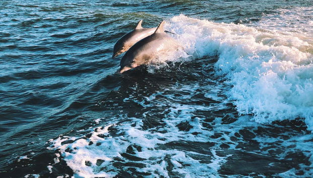 Delfines haciendo sus particulares piruetas