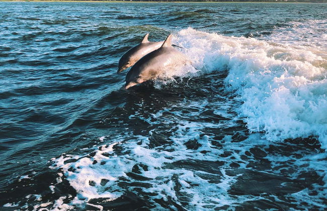 Avistamiento de delfines en Sotogrande - Foto 4