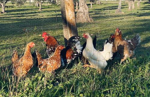 Quinta da Tapada de São Pedro - Foto 54