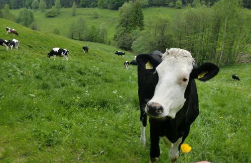 Ferienwohnung Kaufmann - Photo 11