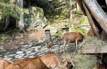 Rifugio del Sole Apartment - Foto 31