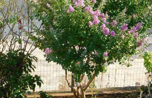 Apartments Villa Rosa - Foto 31