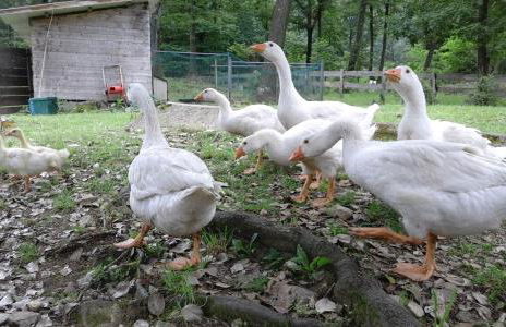 Agriturismo Villa Brugolta - Foto 18