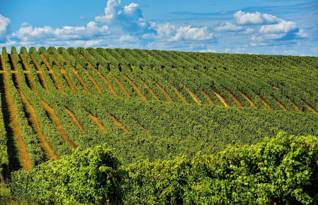 Domaine de Saint-Orens - Foto 26