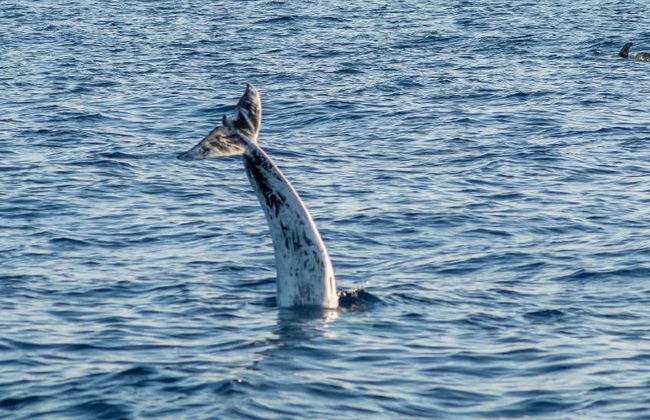 Whale & Dolphin Watching in Puerto Calero - Photo 1