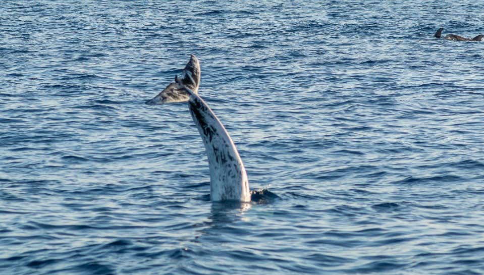 Whale & Dolphin Watching in Puerto Calero - Foto 1