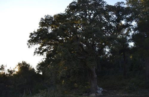 Mas de Salvador - Foto 50