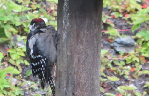 Ferienwohnungen Breternitz - Photo 11