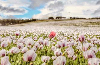 Up North Stays - Foto 19